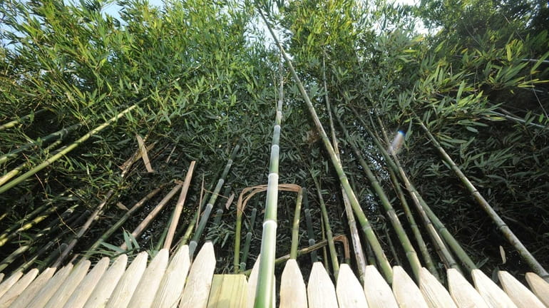 Bamboo grows in the Town of Huntington on June 20,...