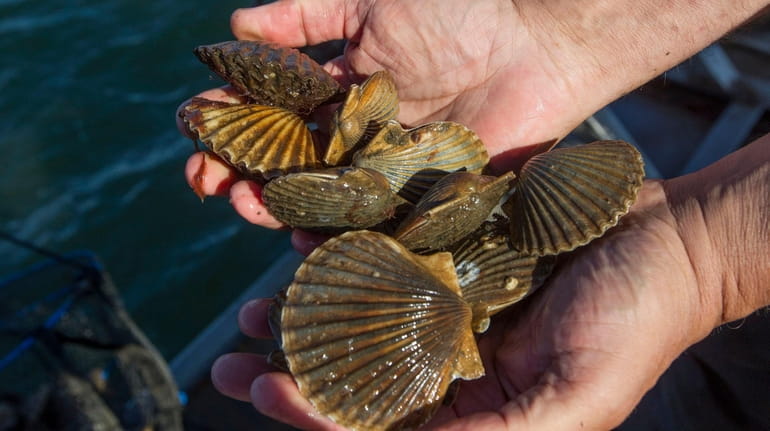 A handful of pulled scallops from the Peconic Bay in...
