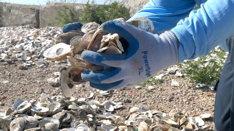 Oyster shells cure in the sun at the town of Oyster...