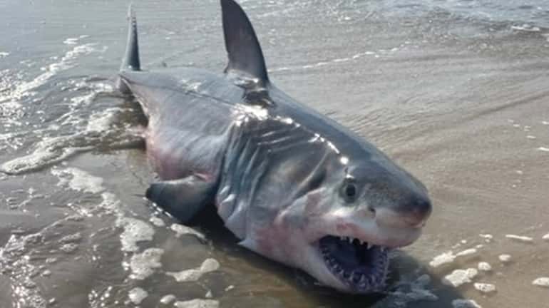A dead great white shark washed ashore recently in Quogue.