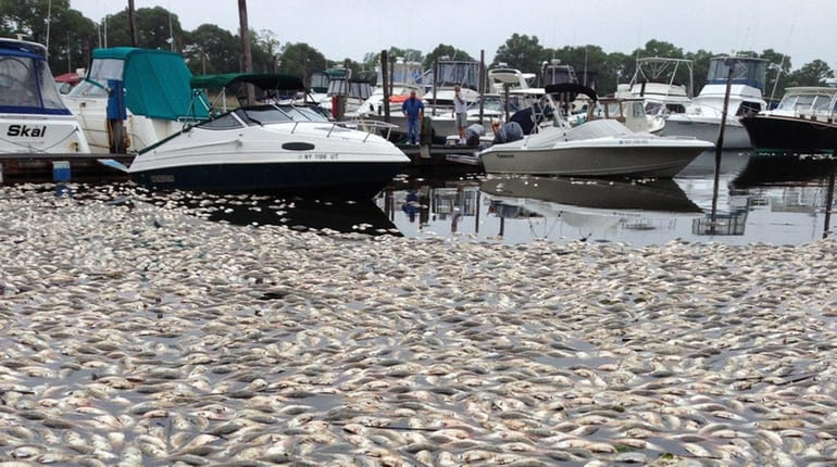 Dead fish amassed around boats at the Riverhead Moose Lodge...