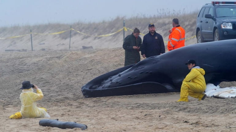 The dead humpback whale lies on Main Beach in East...