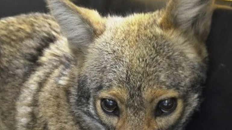 A female coyote led police on a chase through Battery...