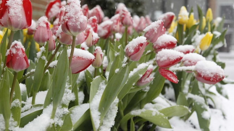On the first day of spring, snow covers tulips outside...