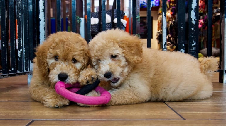 Puppies play in a cage at a pet store in...