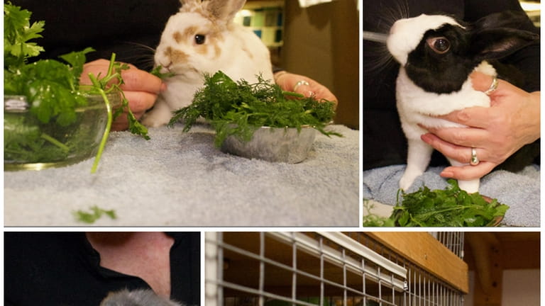 Some of the bunnies Long Island Rabbit Rescue Group has...