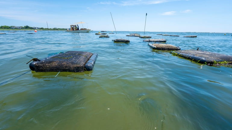 Floating cages of oysters on Moriches Bay, July 13, 2022.
