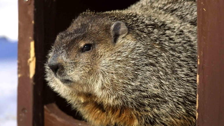 Cloudy, one of the groundhogs at Brookfield Zoo in Brookfield,...