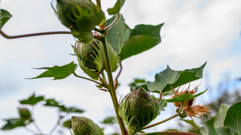 Cotton plants grown at the Roosevelt Community Garden. "It's definitely a...