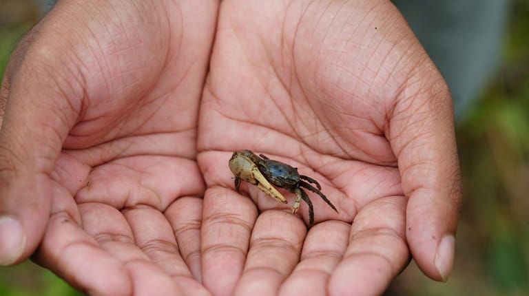 A Brentwood High School student researcher found a fiddler crab...