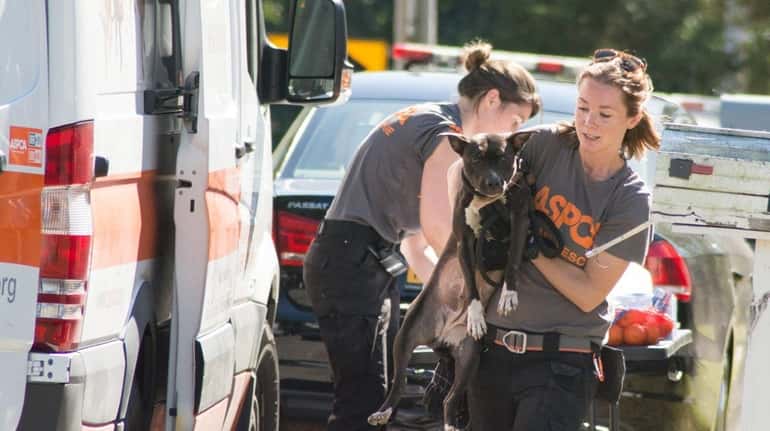 Workers with the ASPCA take one of many pit bulls...