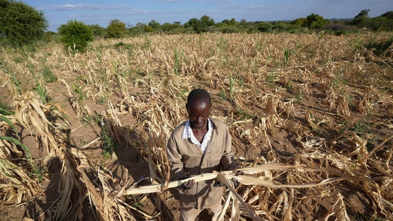James Tshuma, a farmer in Mangwe district in southwestern Zimbabwe,stands...