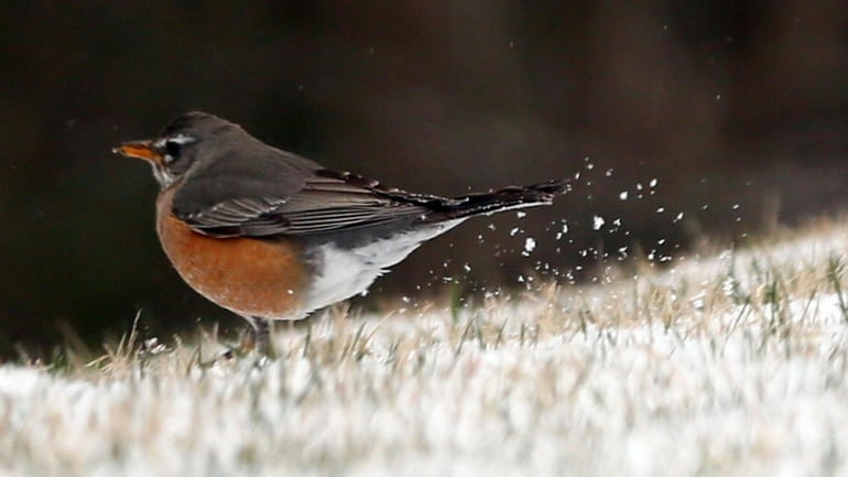A robin kicks up snow while foraging after a spring...