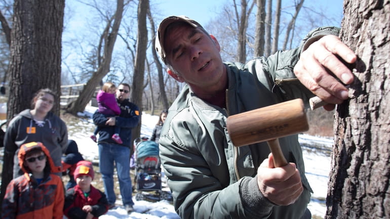 Go maple sugaring at Hoyt Farm Nature Preserve in Commack...