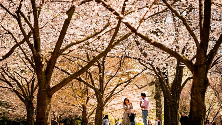 A family makes photographs beneath the cherry blossoms at the...