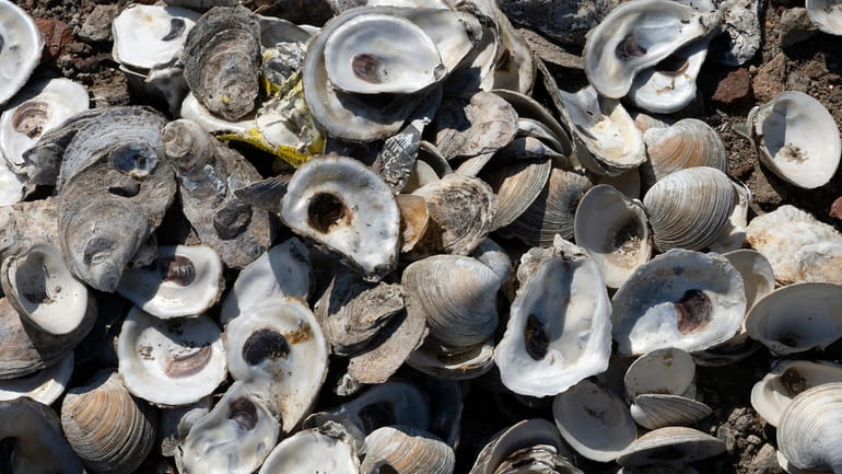 Oyster Bay is joining other towns in shellfish recycling. Oyster shells...