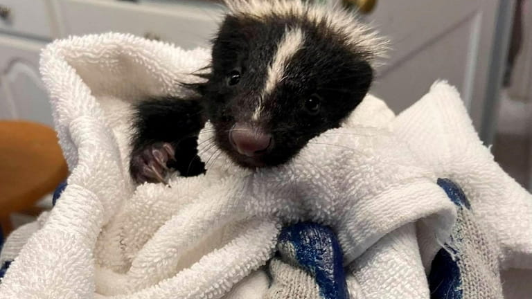 A juvenile skunk in treated at the Sweetbriar Nature Center...