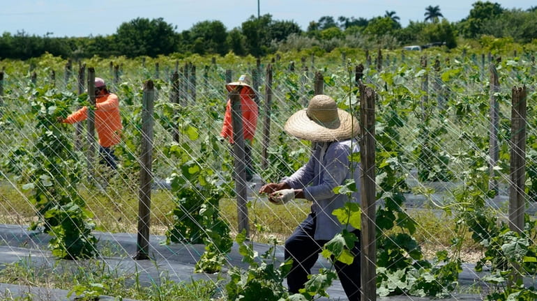 Agriculture workers adjust a trellis to support bitter melon, Sept....