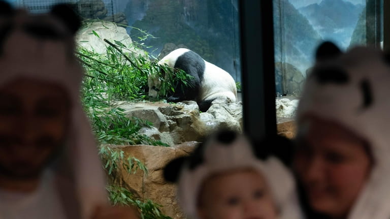 Visitors get a selfie as they watch the Giant panda...