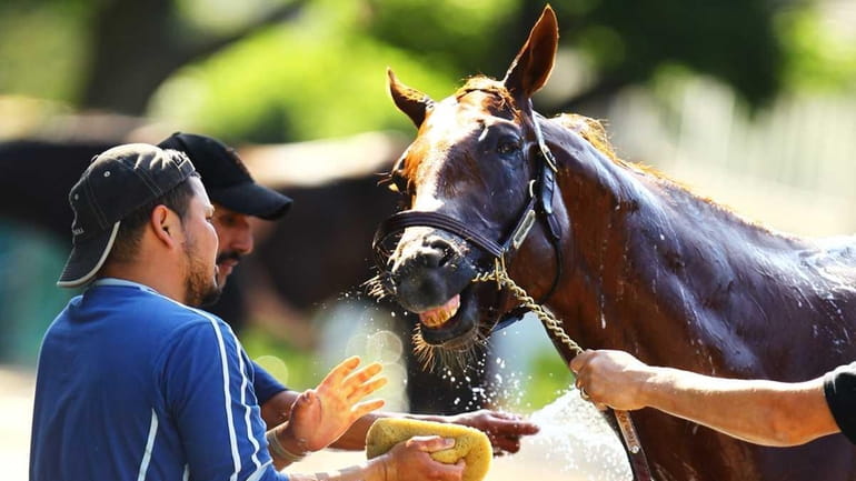 Triple Crown hopeful I'll Have Another is bathed after a...