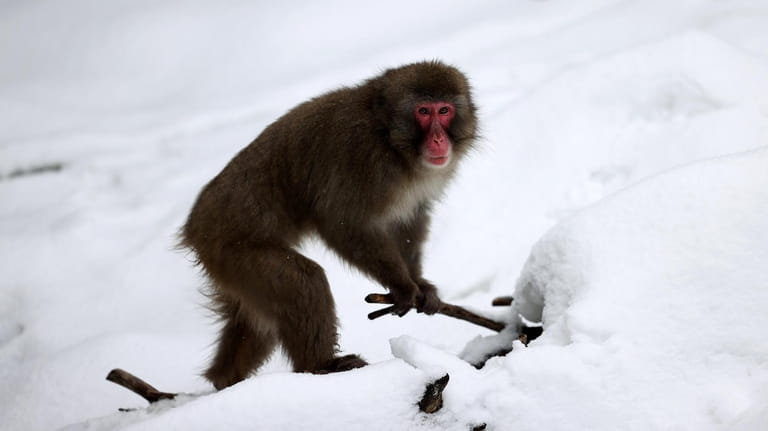 A Japanese macaque, also known as a snow monkey, is...