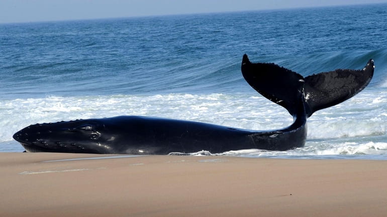 A humpback whale is beached near Main Beach in East...
