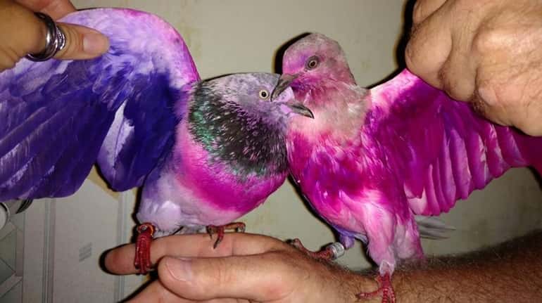Two pigeons, dyed pink and purple, were found Friday Aug....