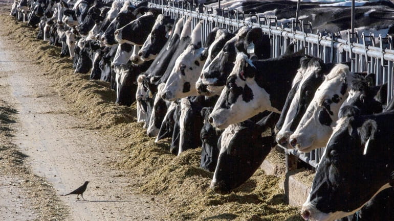 Dairy cattle feed at a farm near Vado, New Mexico,...