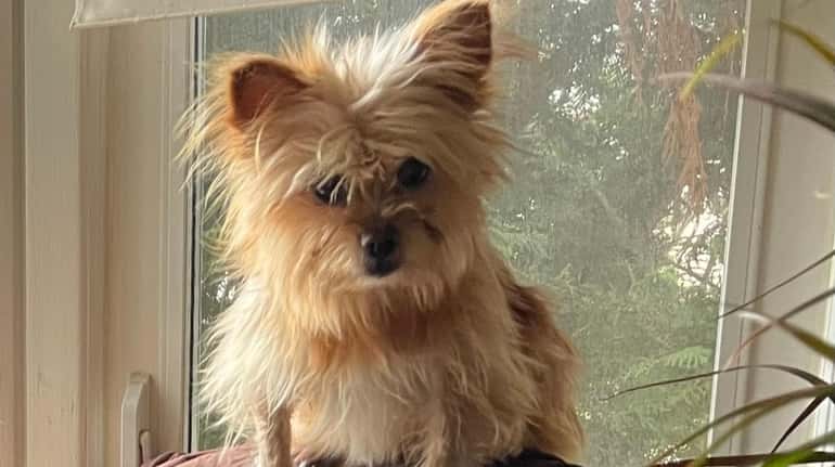 This dog, a Pomeranian mix, was stolen from a Lakeview...
