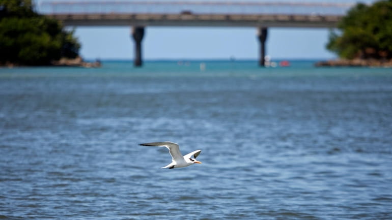 A bird flies over the San Juan Bay Estuary in...