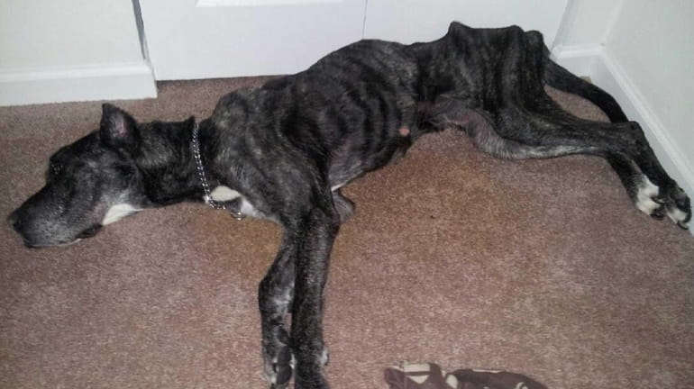A dog named Queenie was found "beyond emaciated" in a...