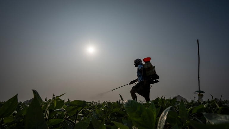 Bhaskar Rao, a farm worker, sprays natural pesticide at a...