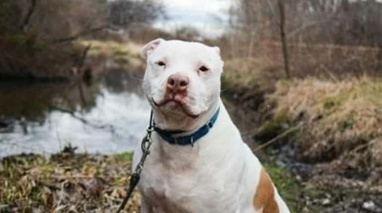 Bredge, a pit bull mix found with fresh wounds, filed-down...