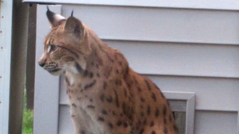 An exotic cat that was spotted Tuesday morning on a...