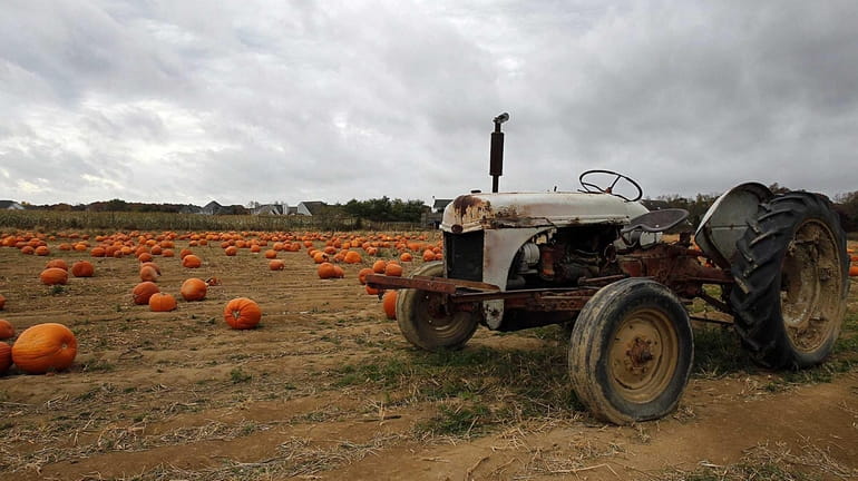 Pumpkins, accompanied by an old tractor, sit in the field...