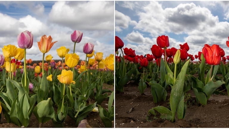 Tulips at the tulip festival at Waterdrinker Family Farm in...