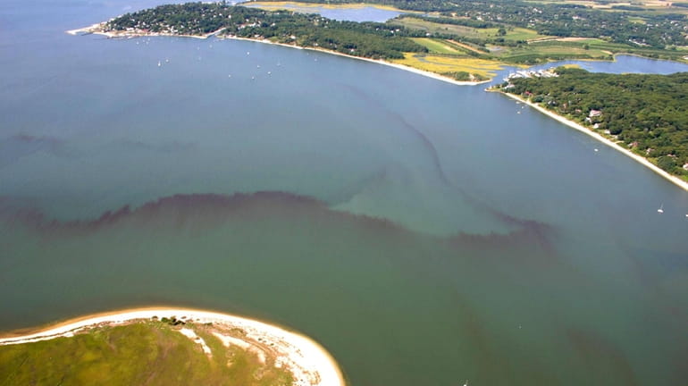 An algae bloom, known as Red tide, has returned to...
