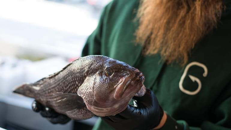The minimum size for black sea bass could rise to...