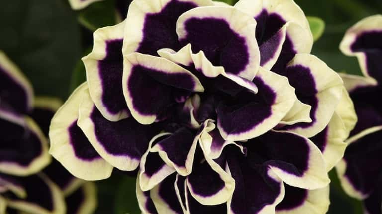 Petunia Midnight Gold will bloom prolifically from spring through fall...