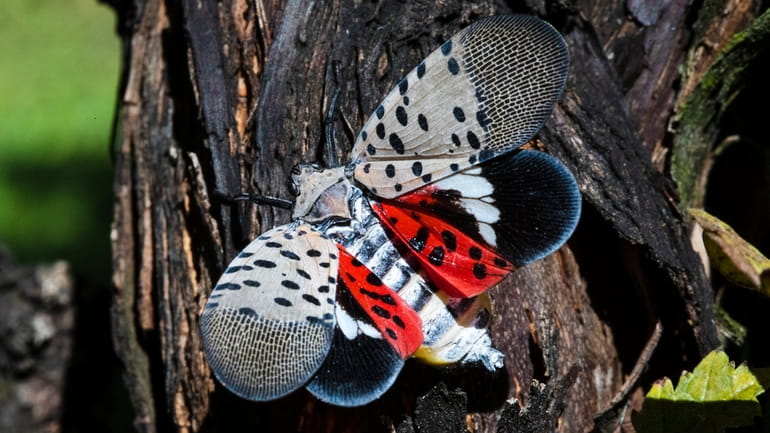 A spotted lanternfly is seen at a vineyard in Kutztown,...