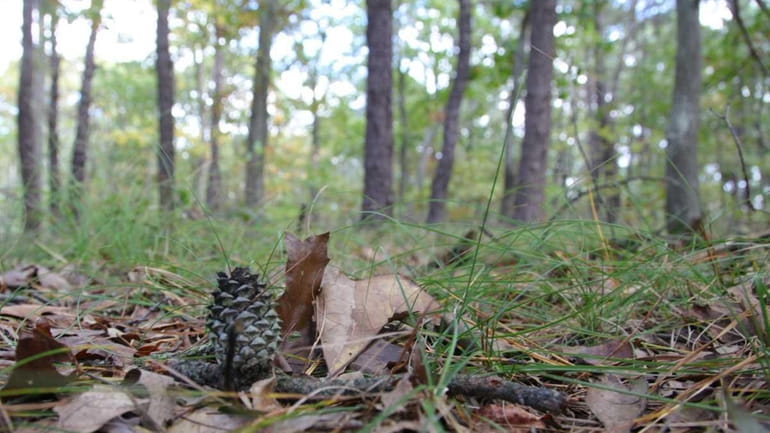 A pine cone sits on the ground of the Pine...