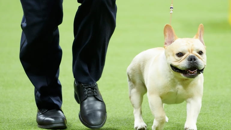 Winston, a French bulldog, competes in the non-sporting group competition...