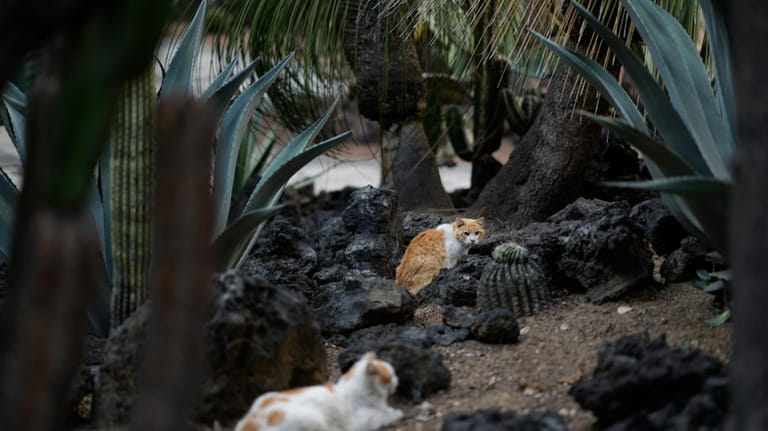 Cats rest in a National Palace garden in Mexico City,...