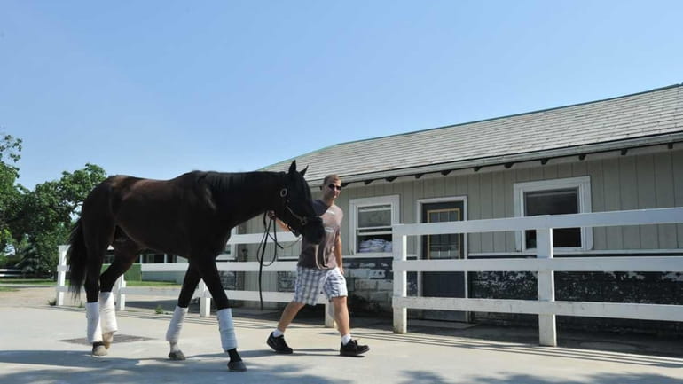 Assistant horse trainer Ricky Giannini walks Prime Cut at Belmont...