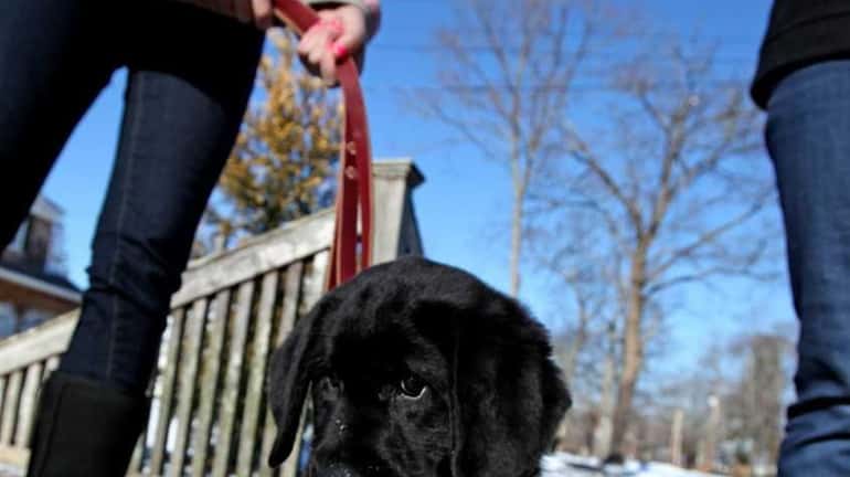The Camera family of Islip is training two guide dogs....