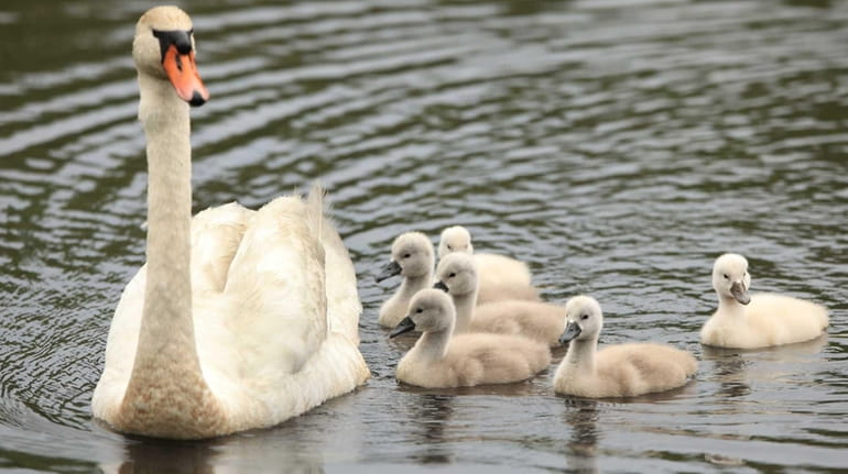 A mother swan and her eight cygnets are seen swimming...