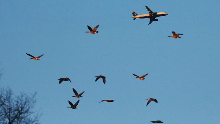 FILE - Canada geese soar through the sky as a...