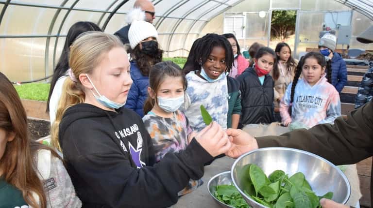 Westhampton Beach Elementary School students have been learning about farming...