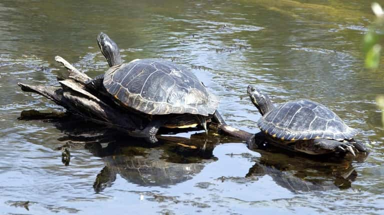 Turtles sunbathe at Caleb Smith State Park in Smithtown.