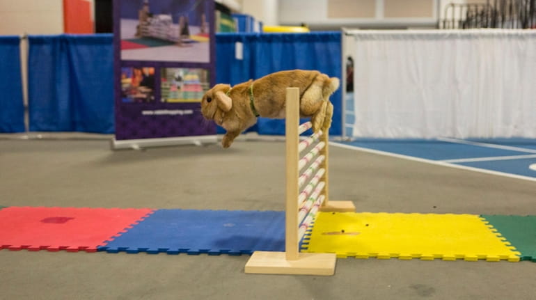 "Creamsicle," a fawn-colored Holland Lop bunny, jumps a hurdle at...